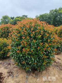 冠幅150厘米红叶石楠球