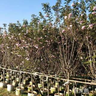 15公分东京樱花