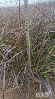 高度40厘米紫叶狼尾草