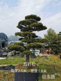 15公分五针松