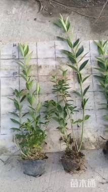 高度50厘米连翘