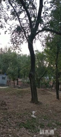 30公分桑树
