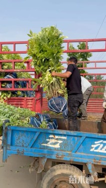 高度200厘米金叶接骨木