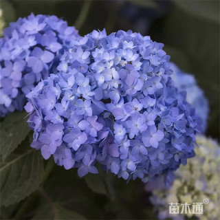 高度40厘米无尽夏绣球