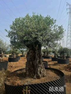 50公分橄榄树