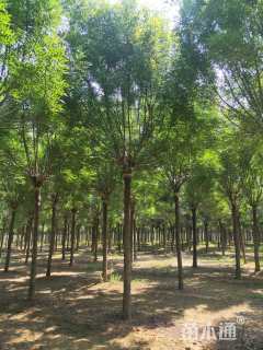 15公分秋紫白蜡