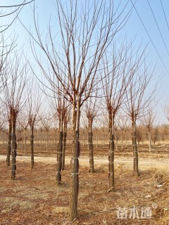 12公分红花洋槐