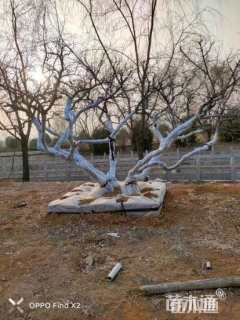 高度250厘米果石榴