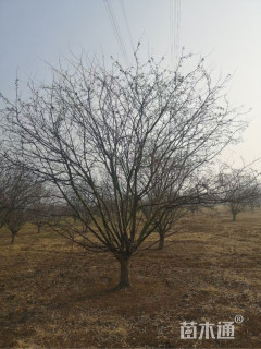 18公分造型海棠