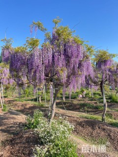 180厘米多花紫藤