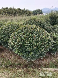 冠幅120厘米茶梅球