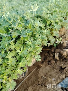 高度25厘米五叶委陵菜