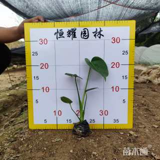 20厘米龟背竹
