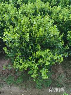 冠幅50厘米瓜子黄杨球