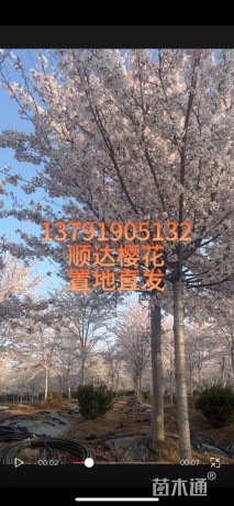 15公分染井吉野樱