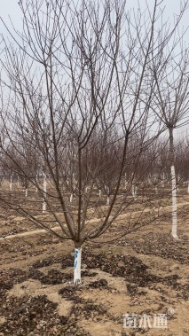 11公分红叶碧桃