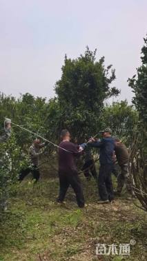 高度320厘米南丰蜜桔