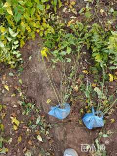 高度80厘米棣棠