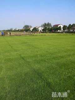 草毯状百慕大草