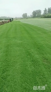 草块状马尼拉草