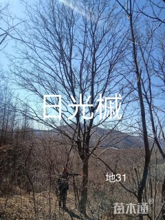 菩提树