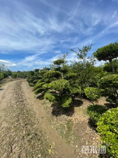 高度140厘米小叶黄杨