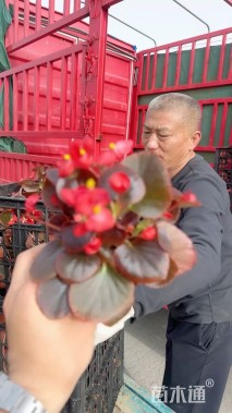 高度30厘米四季秋海棠