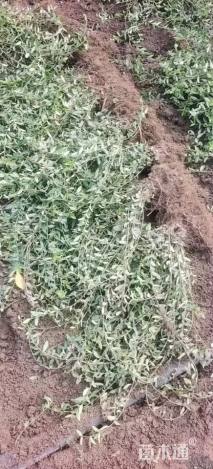 高度90厘米卫矛