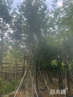 5公分黄花风铃木