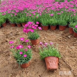 高度15厘米欧石竹