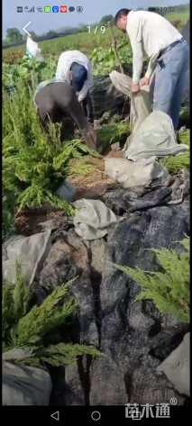 高度100厘米龙柏