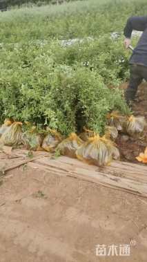 高度100厘米蔷薇