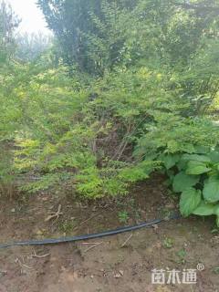 高度200厘米大叶紫珠