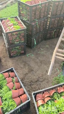 高度5厘米千屈菜