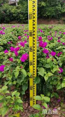 高度50厘米紫花三角梅