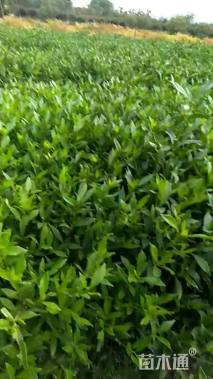 高度25厘米小叶栀子