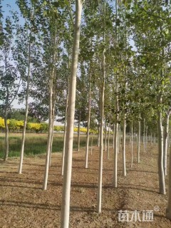 8公分新疆杨