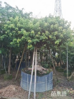 15公分荔枝