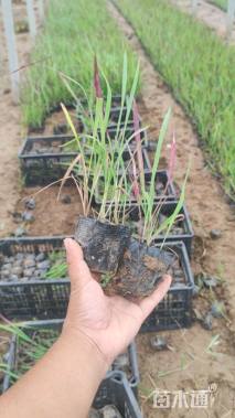 高度30厘米日本血草