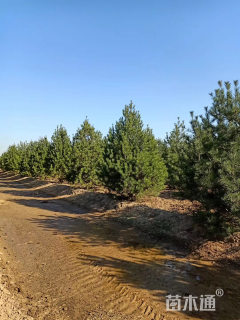 高度500厘米白皮松