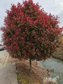 12公分红叶石楠