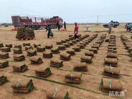 草卷状百慕大草