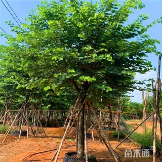 14公分洋紫荆