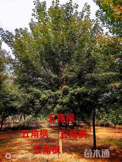 15公分五角枫