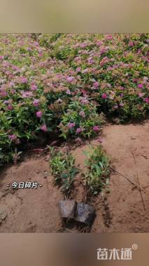 高度30厘米粉花绣线菊