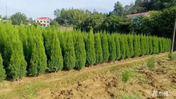高度15厘米蜀桧
