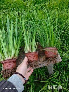 高度18厘米金叶石菖蒲