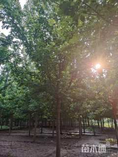 16公分金叶复叶槭