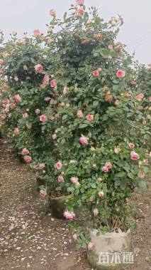 1.1公分造型月季