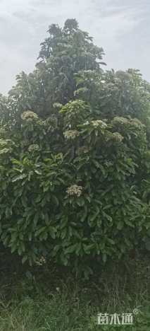 高度250厘米中华石楠